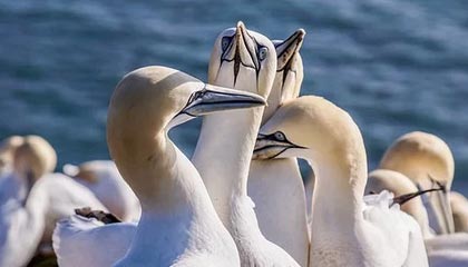 广州对比佛山，哪座城市更懂得品茶？